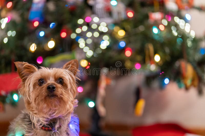 Are Christmas Lights Bad For Dogs