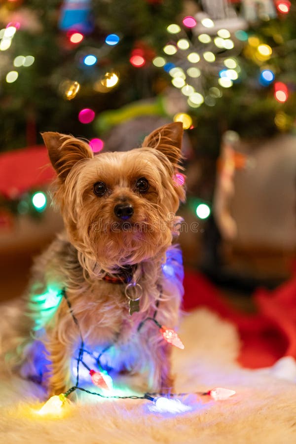 Are Christmas Lights Bad For Dogs
