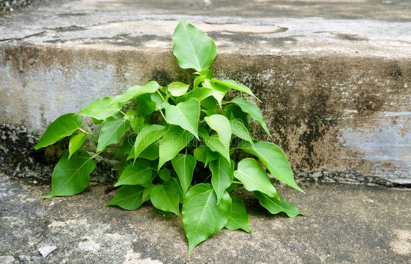 Arasa Photos Free Royalty Free Stock Photos From Dreamstime Arasa Photos Free Royalty Free Stock Photos From Dreamstime