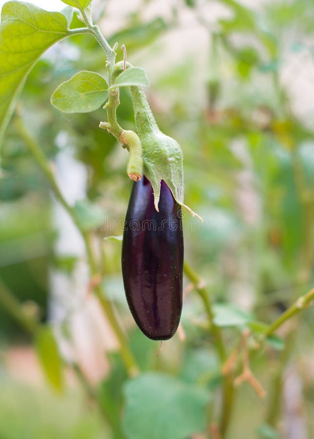 Small young eggplant. stock image. Image of natural, aubergine 61987773