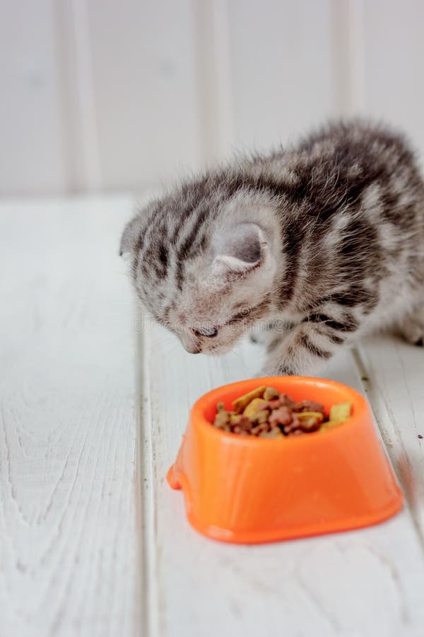 Small Young Kitten and Orange Bowl with Kitten Food. Stock Image