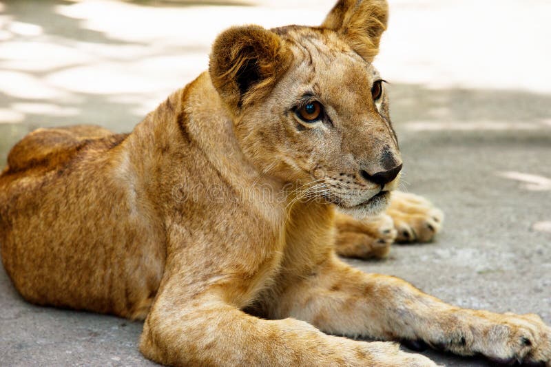 Small young lion stock photo. Image of safari, copy, closeup 35189032