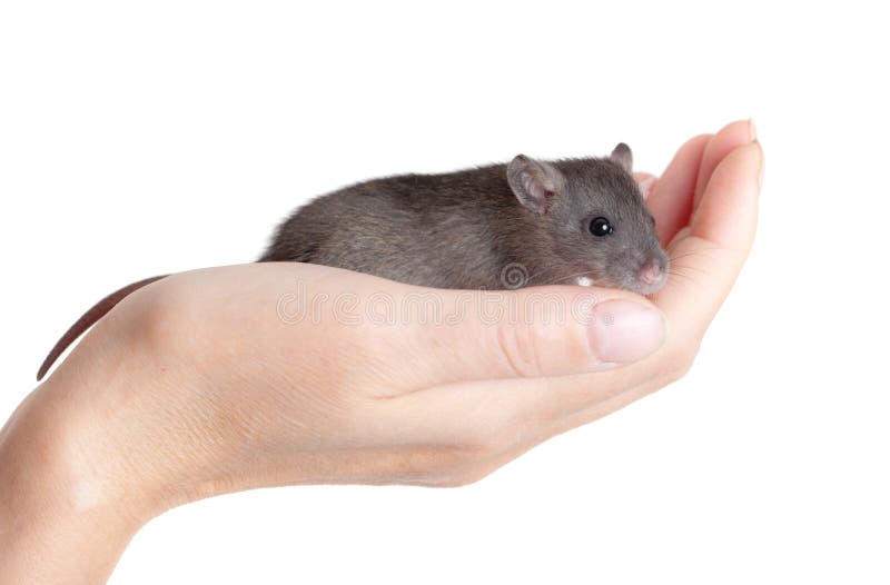 Very young domestic rat stock photo. Image of baby, animals 35042380