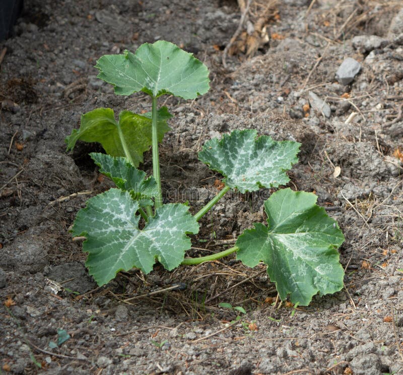 Small Zucchini Plant Growing in Garden Stock Image Image of ground
