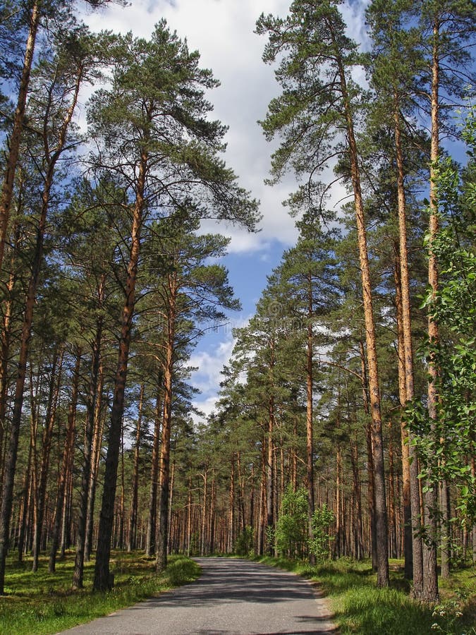 Smalle asfaltweg die pijnboombos doornemen in een heldere zonnige de zomerdag stock foto Smalle asfaltweg die pijnboombos doornemen in een heldere zonnige de zomerdag stock foto