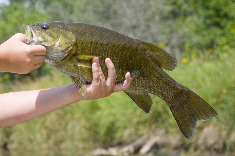 small mouth bass