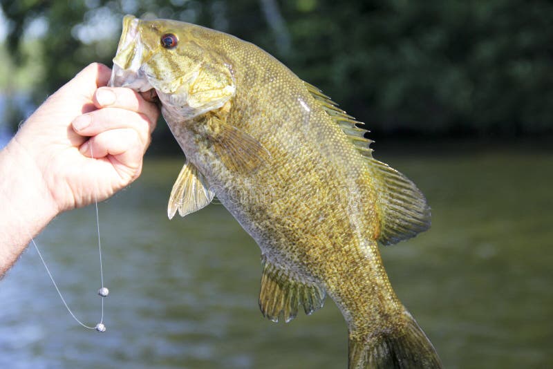 small mouth bass