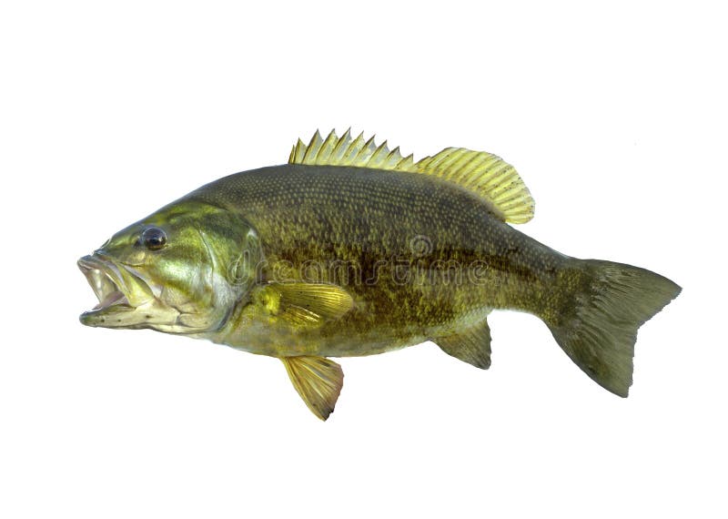 Smallmouth bass fish isolated on white background