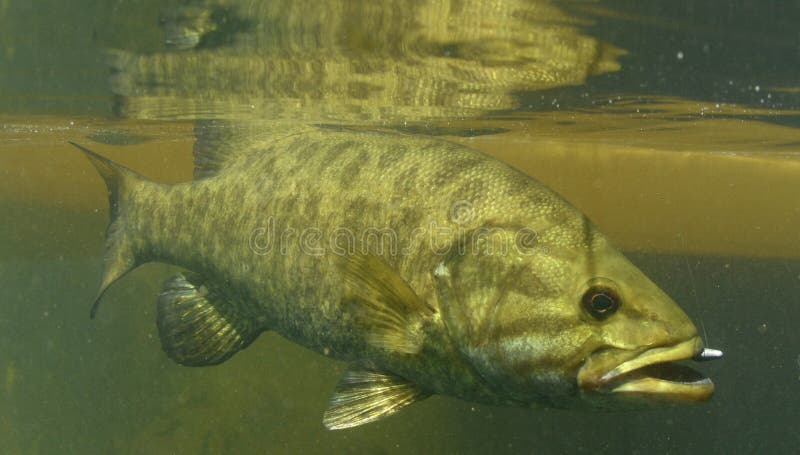 Smallmouth bass fish royalty free stock image Smallmouth bass fish royalty free stock image