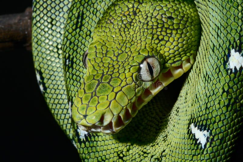 Smaragdgroene boa royalty-vrije stock afbeelding Smaragdgroene boa royalty-vrije stock afbeelding