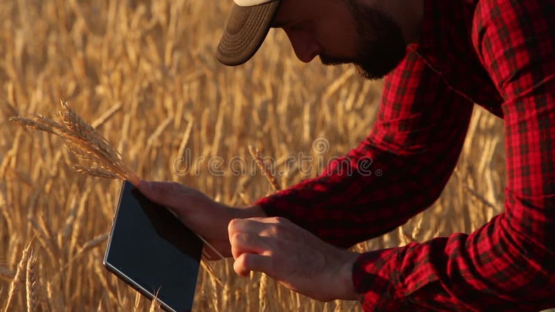Smart, das unter Verwendung der modernen Technologien in der Landwirtschaft bewirtschaftet Agronomenlandwirt hält digitale Notent