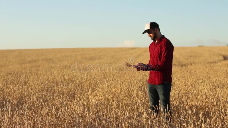 Smart, das unter Verwendung der modernen Technologien in der Landwirtschaft bewirtschaftet Agronomenlandwirtgriffe und digitaler