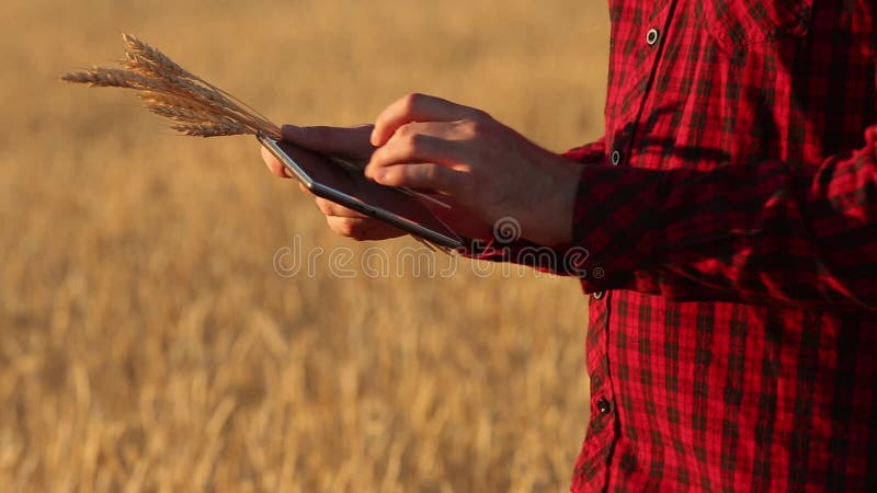 Smart, das unter Verwendung der modernen Technologien in der Landwirtschaft bewirtschaftet Landwirthände berühren digitale Tablet