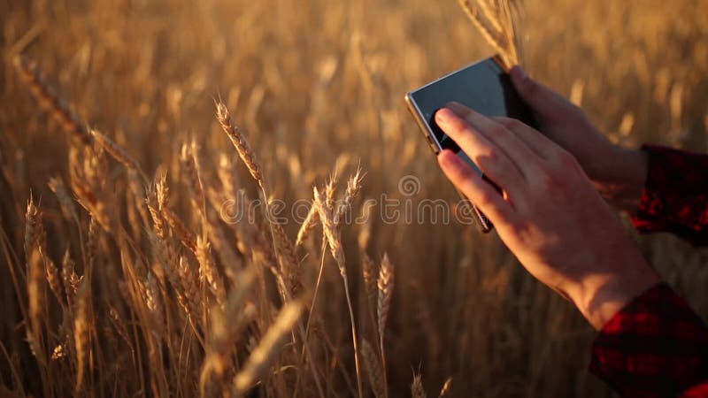 Smart, das unter Verwendung der modernen Technologien in der Landwirtschaft bewirtschaftet Landwirthände berühren digitale Tablet