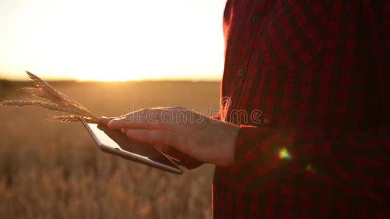Smart, das unter Verwendung der modernen Technologien in der Landwirtschaft bewirtschaftet Landwirthände berühren digitale Tablet