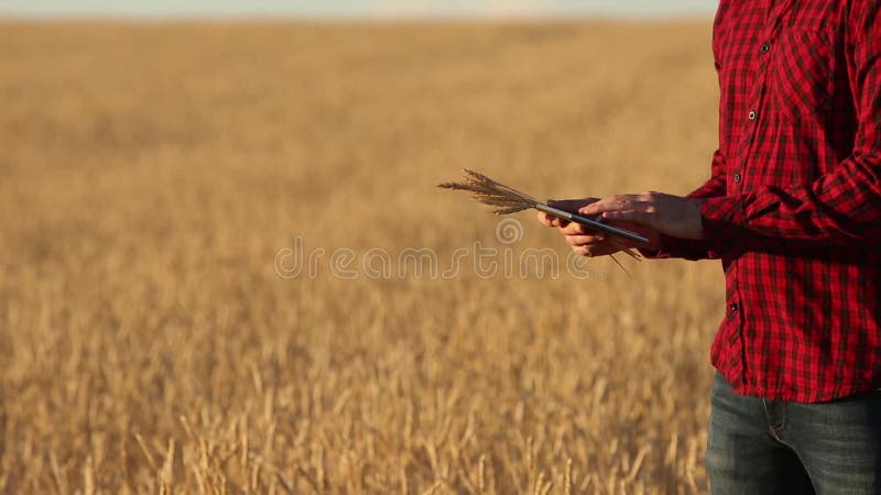 Smart, das unter Verwendung der modernen Technologien in der Landwirtschaft bewirtschaftet Landwirthände berühren digitale Tablet