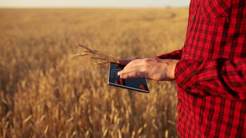 Smart, das unter Verwendung der modernen Technologien in der Landwirtschaft bewirtschaftet Landwirthände berühren digitale Tablet