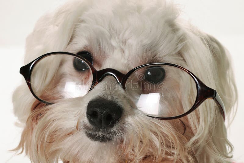 Smart dog with glasses