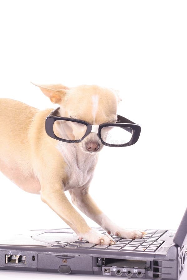 Smart dog sending an email