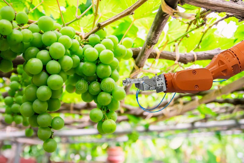 Smart Farming and Digital Agriculture Robotic Arm Working in Fruit