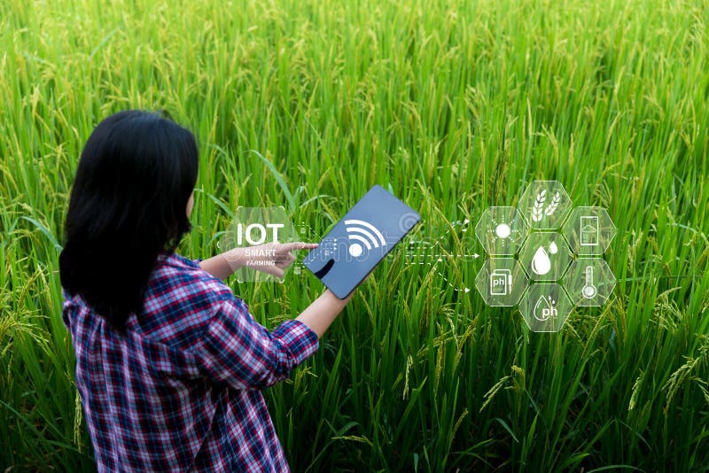 Smart Farming with Internet of Things, IoT concept. Agriculture and modern technology are used to manage crops. Analysis of royalty free stock images