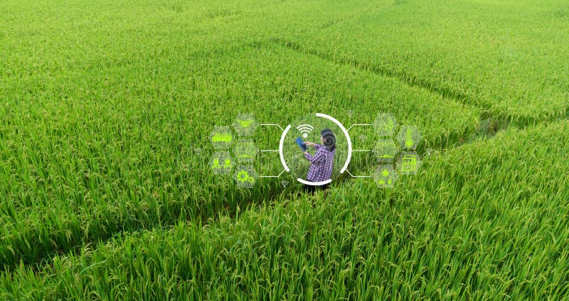 Smart Farming with Internet of Things, IoT concept. Agriculture and modern technology are used to manage crops. Analysis of royalty free stock image