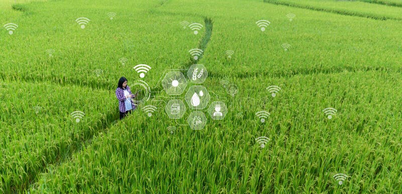 Smart Farming with Internet of Things, IoT concept. Agriculture and modern technology are used to manage crops. Analysis of royalty free stock photography