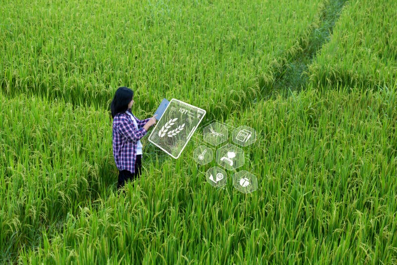 Smart Farming with Internet of Things, IoT concept. Agriculture and modern technology are used to manage crops. Analysis of stock image