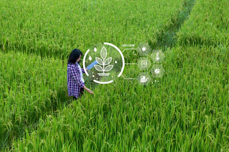 Smart Farming with Internet of Things, IoT concept. Agriculture and modern technology are used to manage crops. Analysis of royalty free stock images