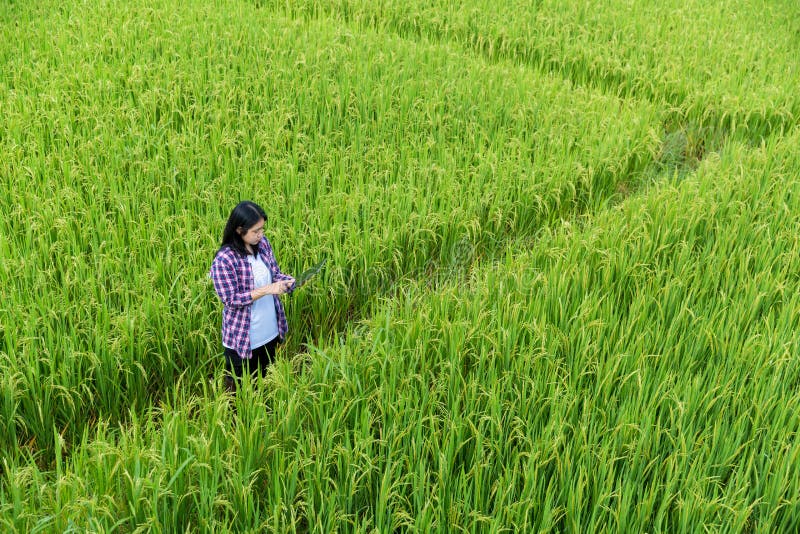 Smart Farming with Internet of Things, IoT concept. Agriculture and modern technology are used to manage crops. Analysis of stock photo