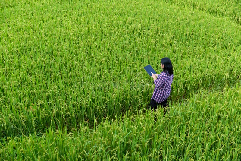 Smart Farming with Internet of Things, IoT concept. Agriculture and modern technology are used to manage crops. Analysis of stock image