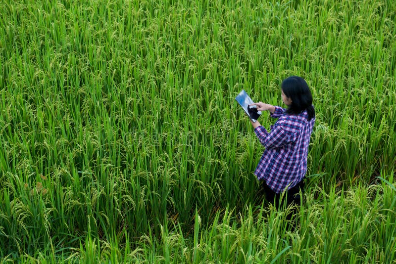 Smart Farming with Internet of Things, IoT concept. Agriculture and modern technology are used to manage crops. Analysis of insights such as weather, soil conditions and environmental. crop rice field