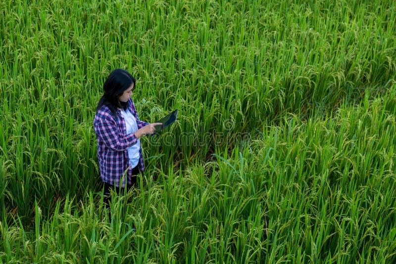 Smart Farming with Internet of Things, IoT concept. Agriculture and modern technology are used to manage crops. Analysis of stock photography