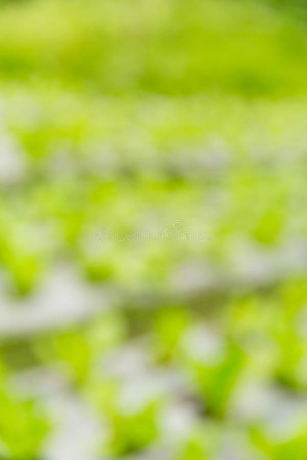 Smart farming techniques hydroponic salad vegetables red oak green lettuce ensuring fresh sustainable produce fresh produce stock photography