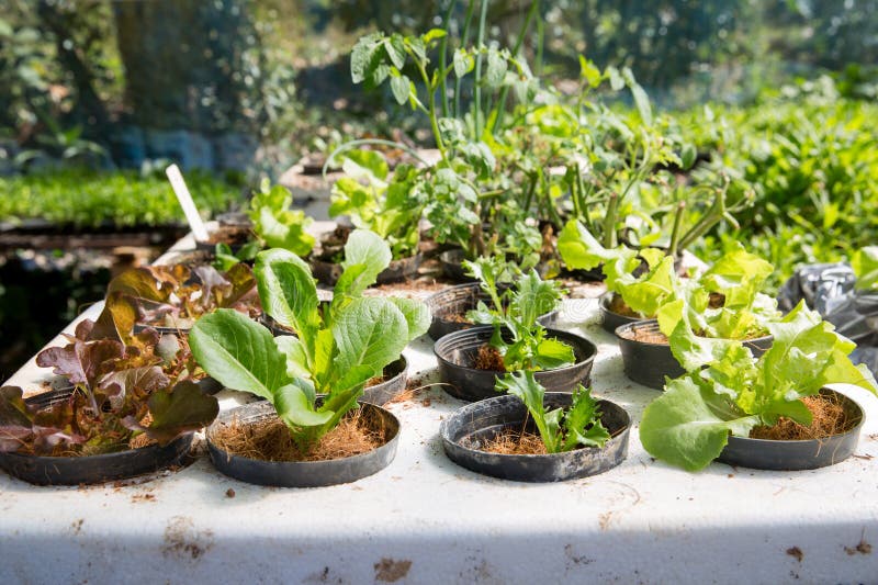 Smart farming techniques hydroponic salad vegetables red oak green lettuce ensuring fresh sustainable produce fresh produce royalty free stock photos