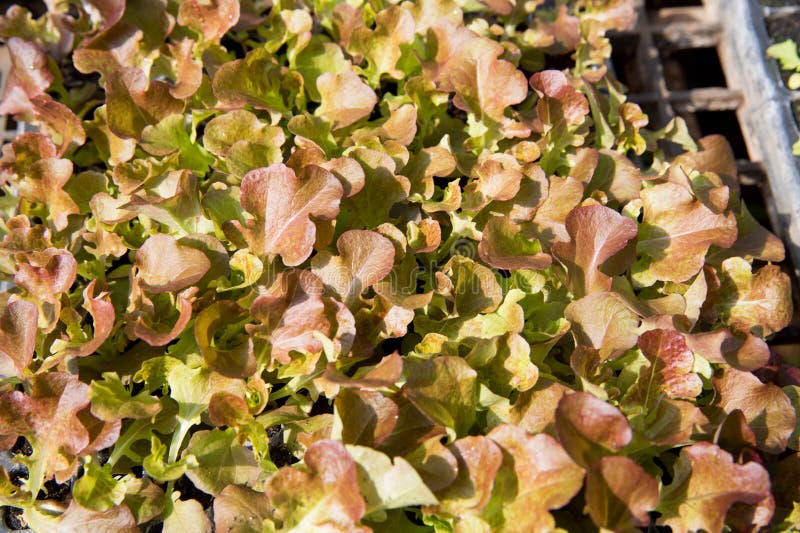 Smart farming techniques hydroponic salad vegetables red oak green lettuce ensuring fresh sustainable produce fresh produce stock image