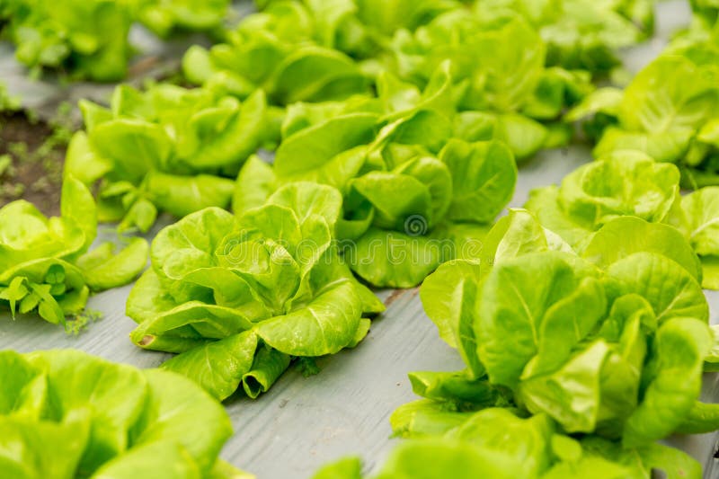 Smart farming techniques hydroponic salad vegetables red oak green lettuce ensuring fresh sustainable produce fresh produce stock photo