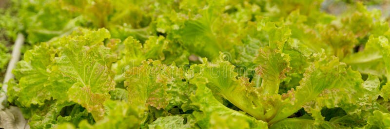Smart farming techniques hydroponic salad vegetables red oak green lettuce ensuring fresh sustainable produce fresh produce stock images