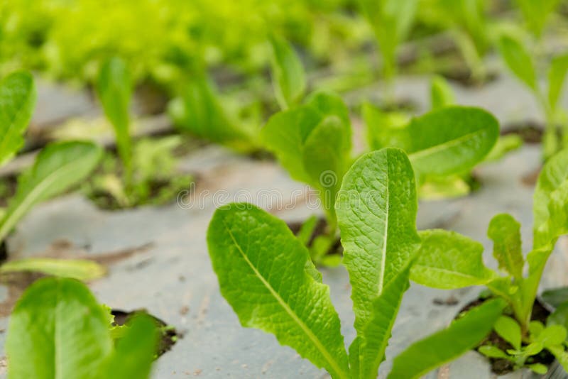 Smart farming techniques hydroponic salad vegetables red oak green lettuce ensuring fresh sustainable produce fresh produce stock image