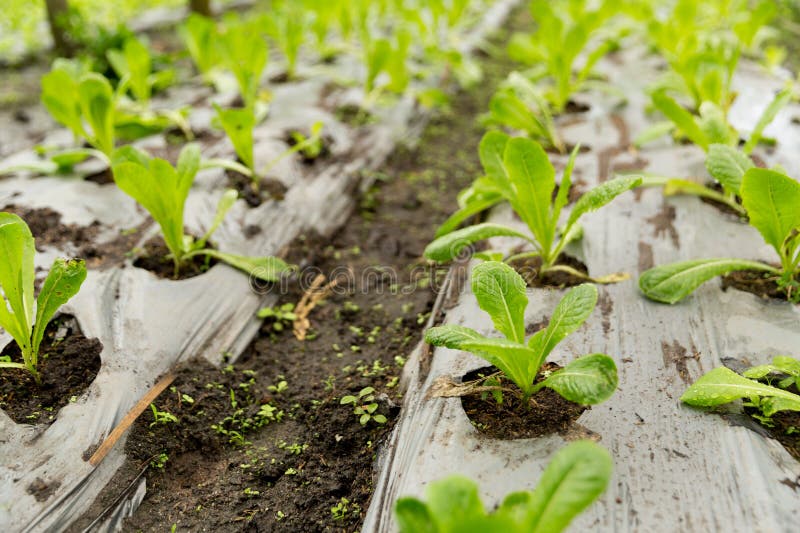 Smart farming techniques hydroponic salad vegetables red oak green lettuce ensuring fresh sustainable produce fresh produce royalty free stock photography