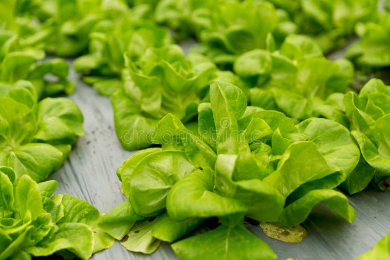 Smart farming techniques hydroponic salad vegetables red oak green lettuce ensuring fresh sustainable produce fresh produce stock images