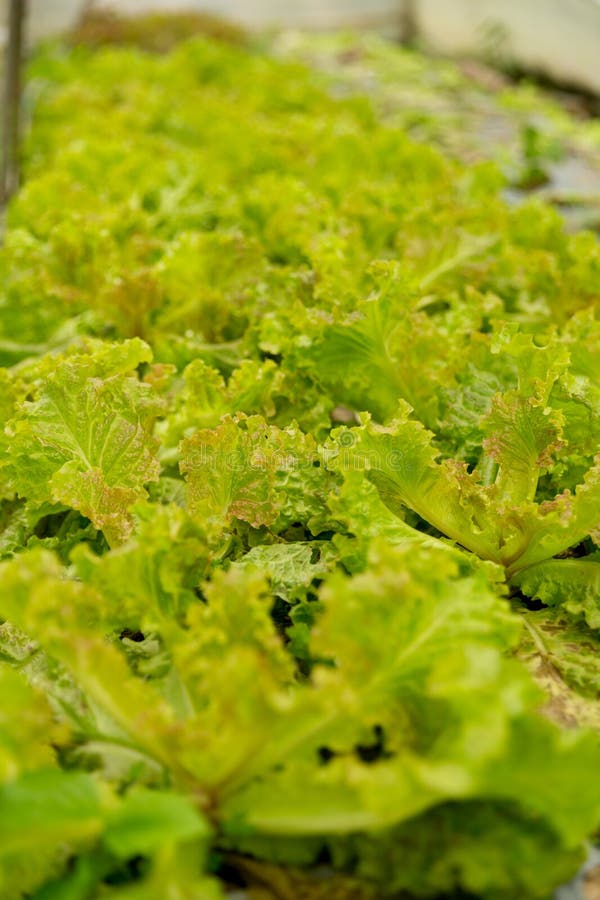 Smart farming techniques hydroponic salad vegetables red oak green lettuce ensuring fresh sustainable produce fresh produce stock photography