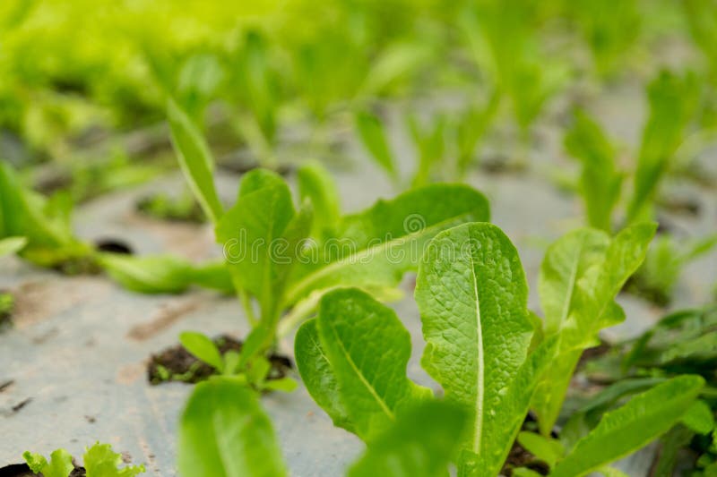 Smart farming techniques hydroponic salad vegetables red oak green lettuce ensuring fresh sustainable produce fresh produce stock photos
