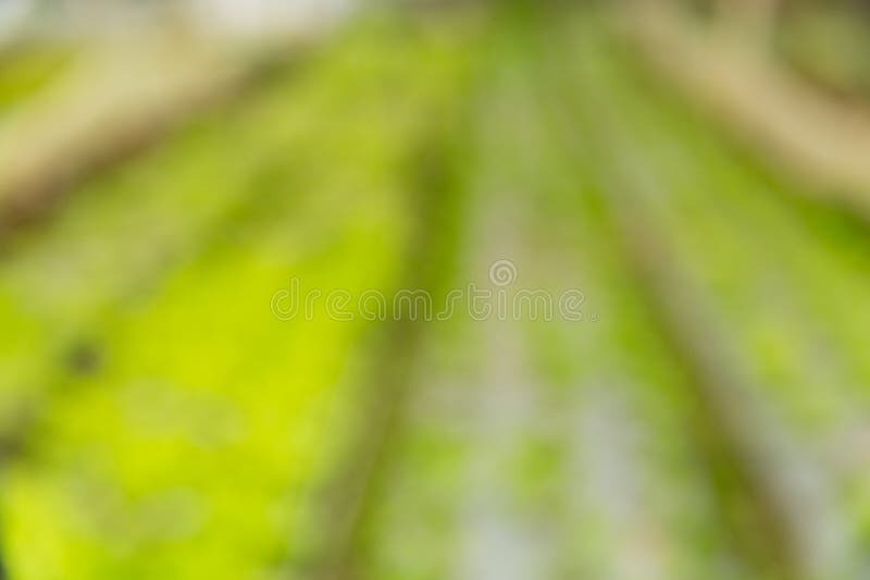 Smart farming techniques hydroponic salad vegetables red oak green lettuce ensuring fresh sustainable produce fresh produce stock photos