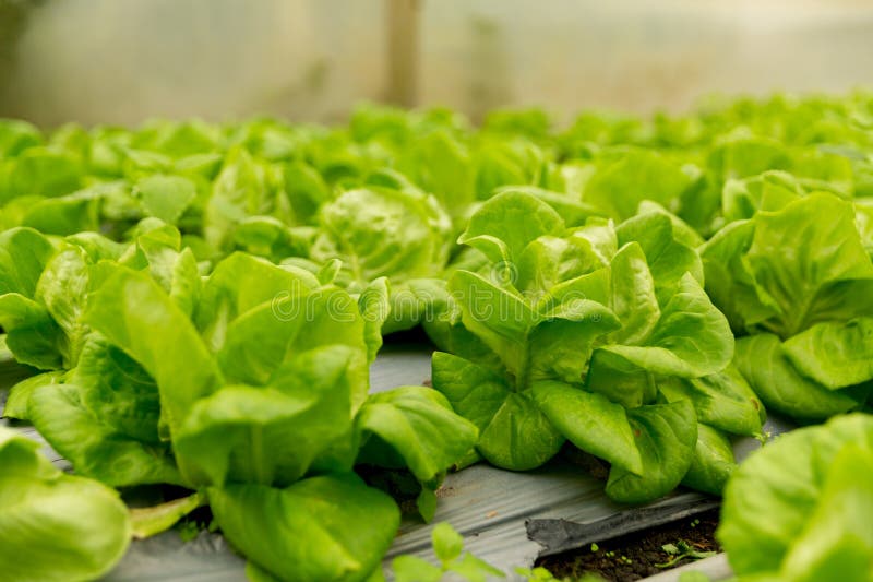 Smart farming techniques hydroponic salad vegetables red oak green lettuce ensuring fresh sustainable produce fresh produce stock images