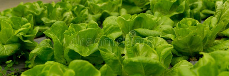 Smart farming techniques hydroponic salad vegetables red oak green lettuce ensuring fresh sustainable produce fresh produce royalty free stock photos