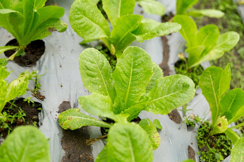 Smart farming techniques hydroponic salad vegetables red oak green lettuce ensuring fresh sustainable produce fresh produce stock photo