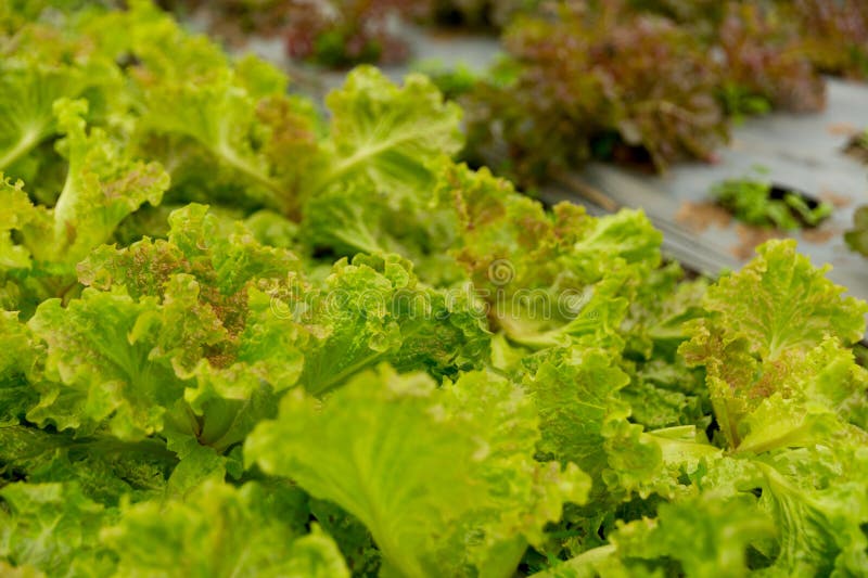 Smart farming techniques hydroponic salad vegetables red oak green lettuce ensuring fresh sustainable produce fresh produce stock photography