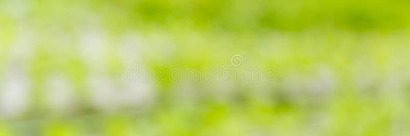 Smart farming techniques hydroponic salad vegetables red oak green lettuce ensuring fresh sustainable produce fresh produce royalty free stock photo
