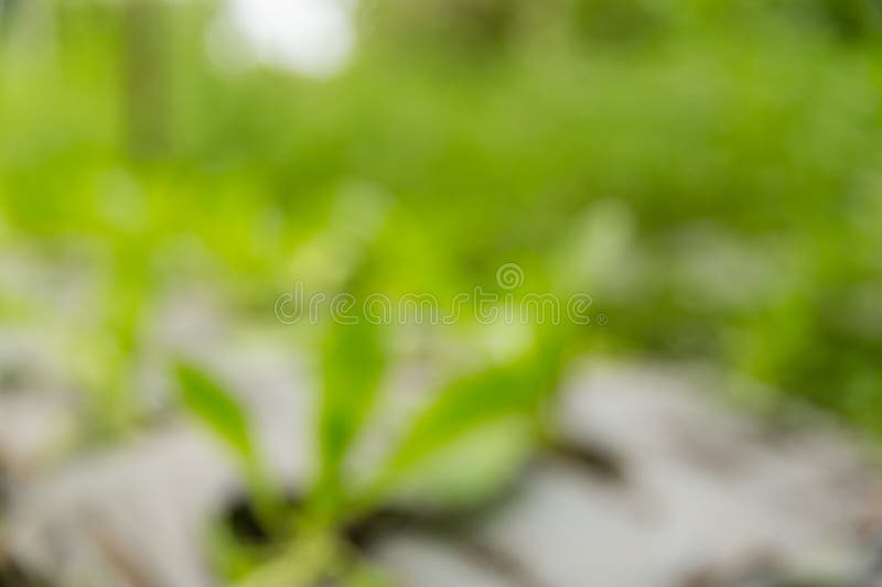 Smart farming techniques hydroponic salad vegetables red oak green lettuce ensuring fresh sustainable produce fresh produce royalty free stock images